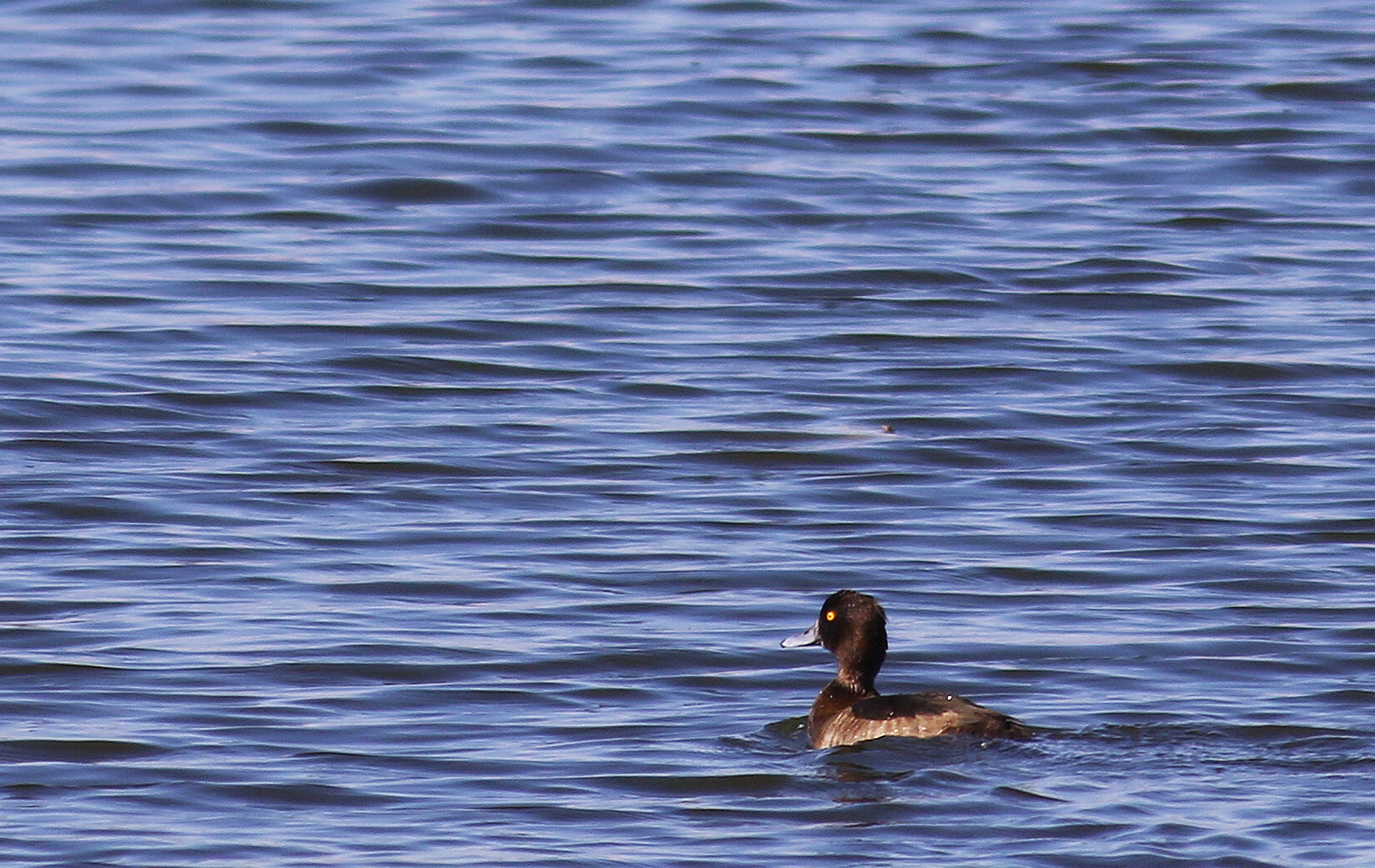 Tufted Duck — Ana fotoğraf